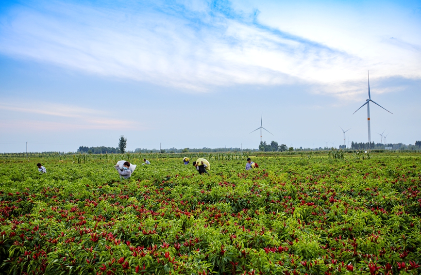 In pics: Autumn harvest in full swing in Neihuang county, China's Henan