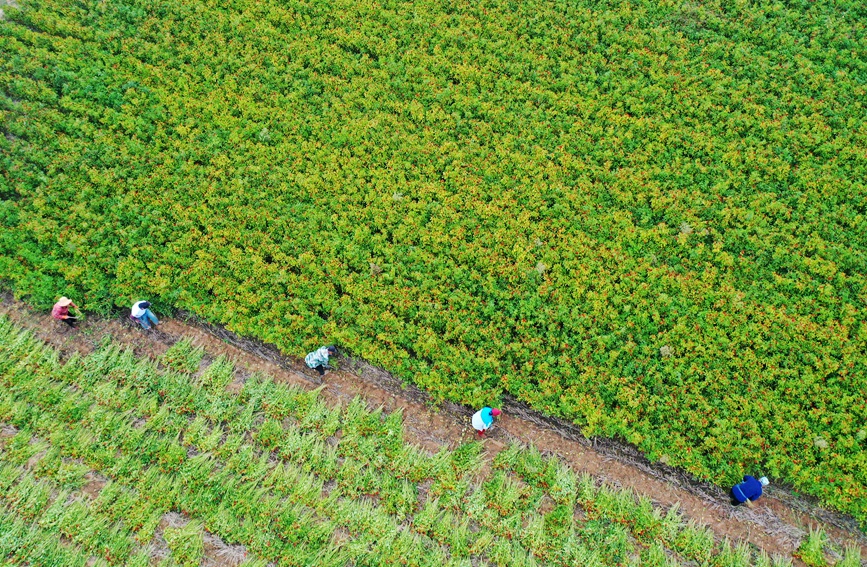 In pics: Autumn harvest in full swing in Neihuang county, China's Henan