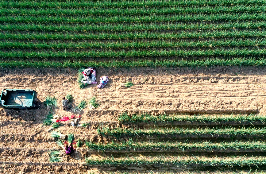 In pics: Autumn harvest in full swing in Neihuang county, China's Henan