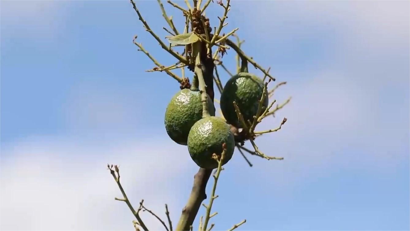 The rise of Kenyan avocados in China: A CIIE success story