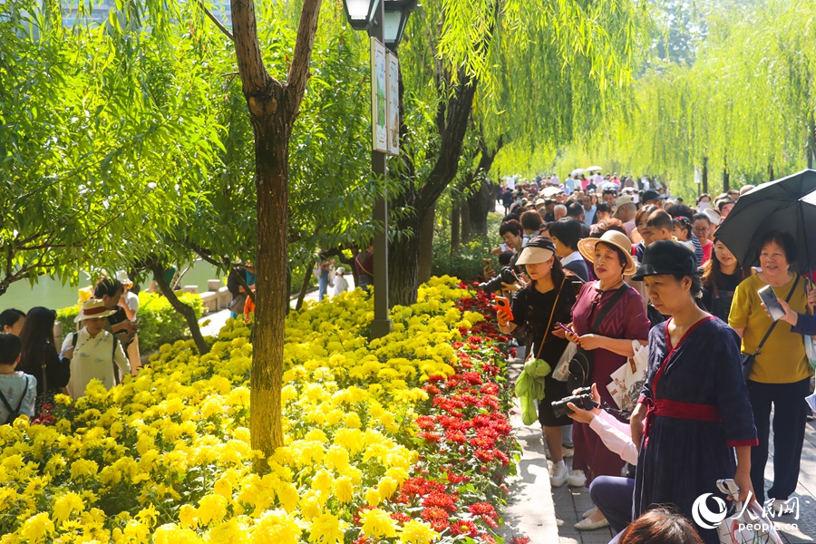 Chrysanthemum flowers in full bloom in SE China's Fuzhou