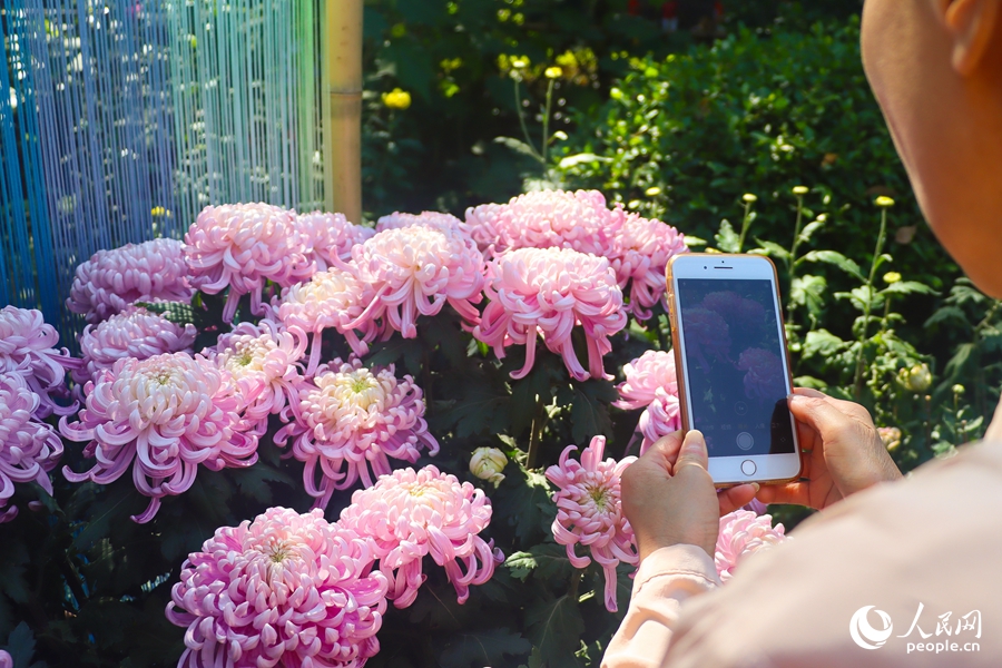 Chrysanthemum flowers in full bloom in SE China's Fuzhou