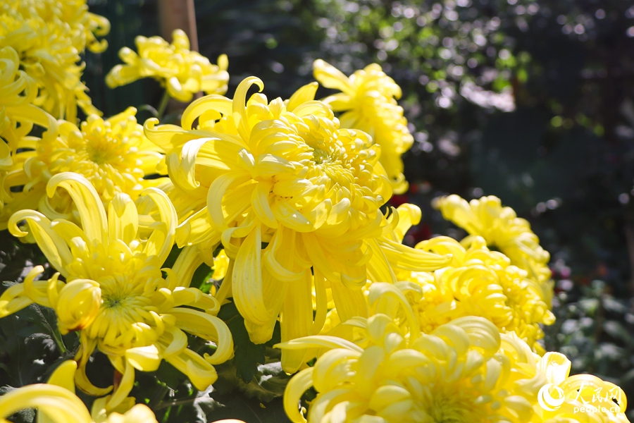 Chrysanthemum flowers in full bloom in SE China's Fuzhou