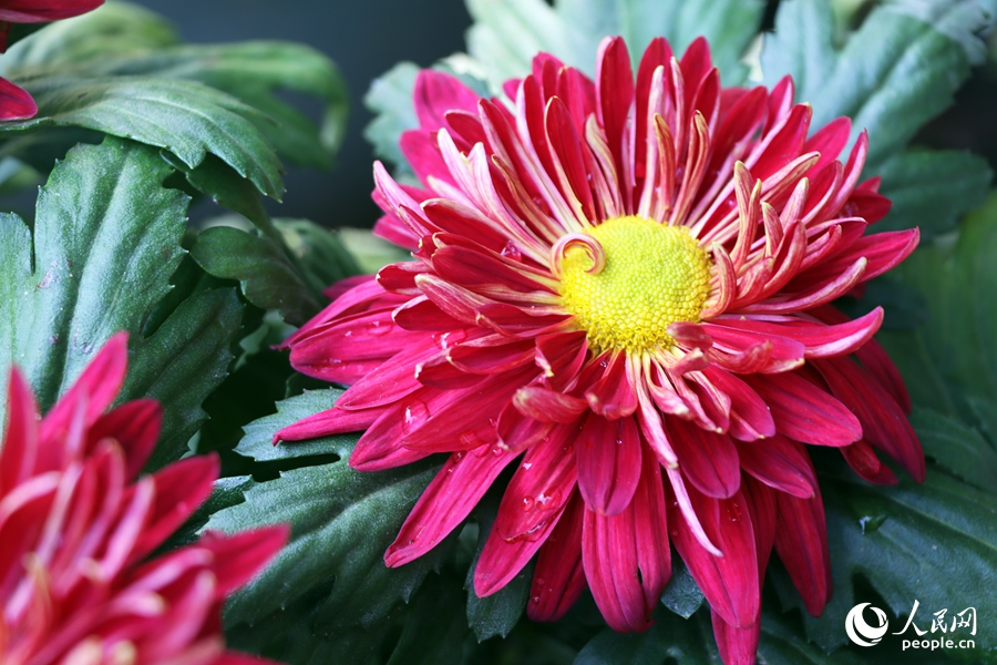 Chrysanthemum flowers in full bloom in SE China's Fuzhou