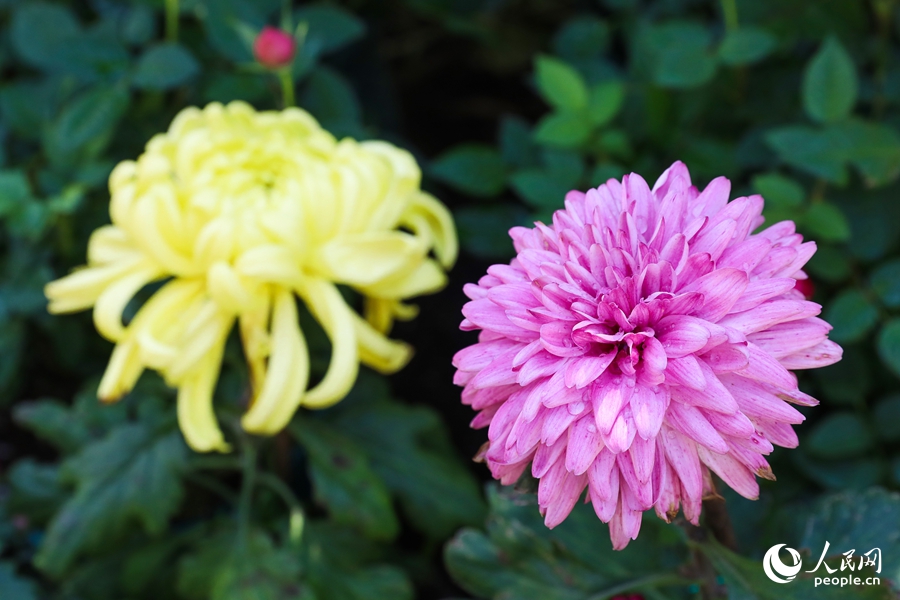 Chrysanthemum flowers in full bloom in SE China's Fuzhou