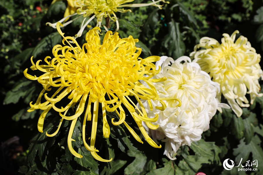 Chrysanthemum flowers in full bloom in SE China's Fuzhou