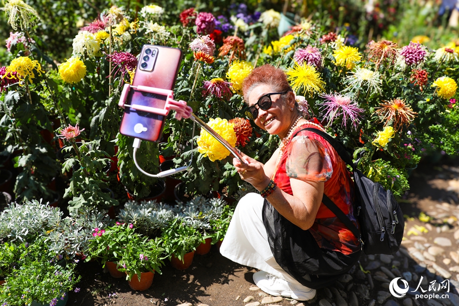 Chrysanthemum flowers in full bloom in SE China's Fuzhou