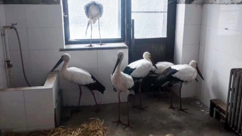 Endangered birds stranded amid cold wave in northeast China rescued