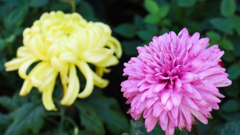 Chrysanthemum flowers in full bloom in SE China's Fuzhou