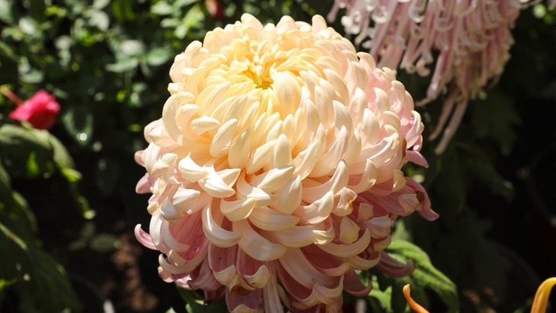 Chrysanthemum flowers in full bloom in SE China's Fuzhou