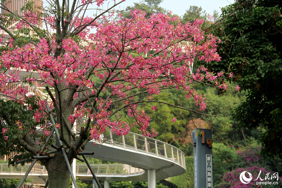 In pics: Floss silk trees blossom in Xiamen, SE China’s Fujian