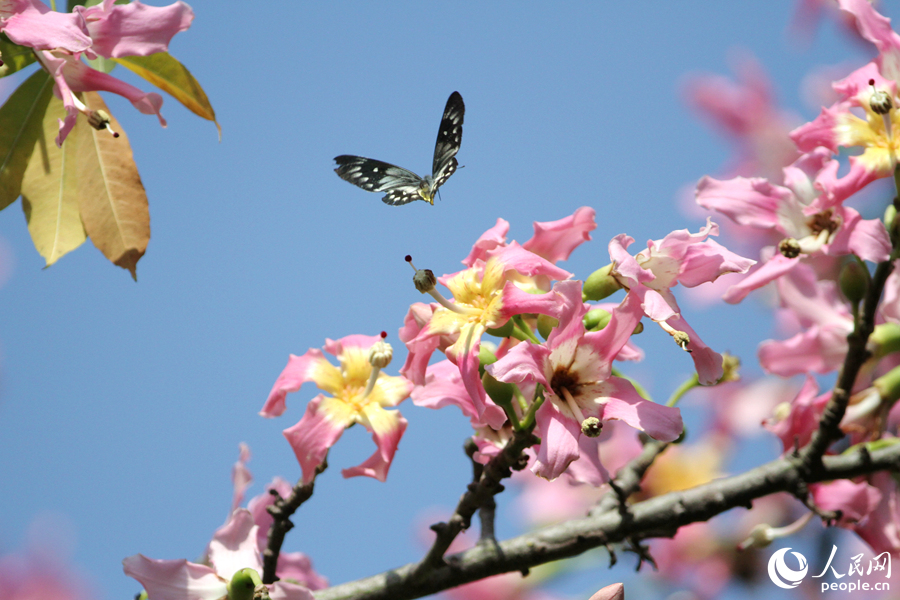 In pics: Floss silk trees blossom in Xiamen, SE China’s Fujian