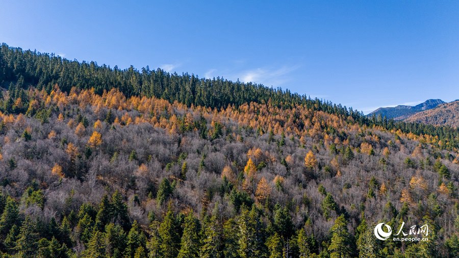 Picturesque early winter scenery in Shangri-La National Park in SW China's Yunnan