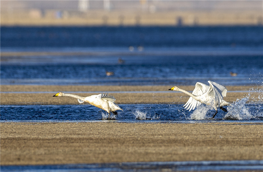 In pics: Qinghai Lake in winter offers a stunning view