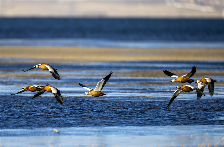 In pics: Qinghai Lake in winter offers a stunning view