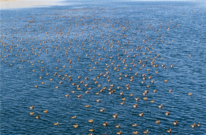 In pics: Qinghai Lake in winter offers a stunning view