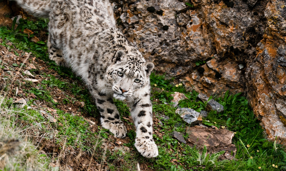Herder photographers from NW China's Qinghai win Golden Rooster Awards after 6 years' dedication to snow leopard photography