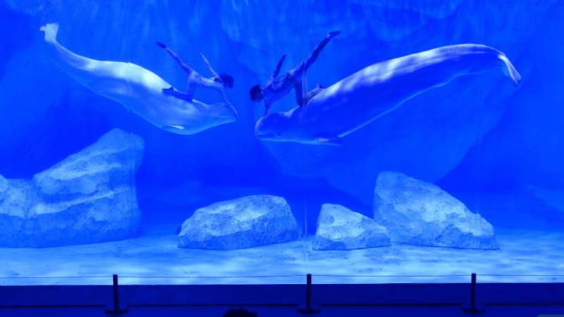 Staff members and beluga whales perform at Zhengzhou Haichang Ocean Resort
