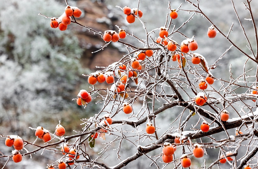 Red persimmons add a splash of color to winter in China's Taihang Mountains
