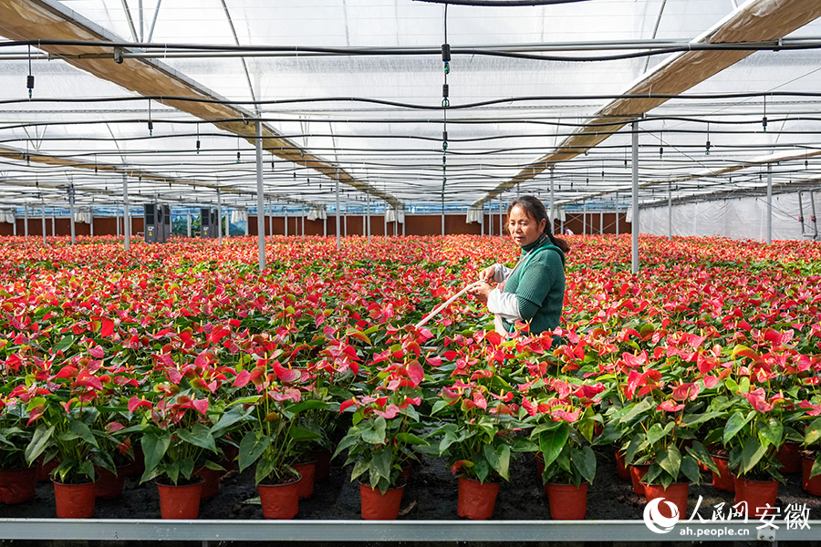 Flower industry thrives in county of China's Anhui