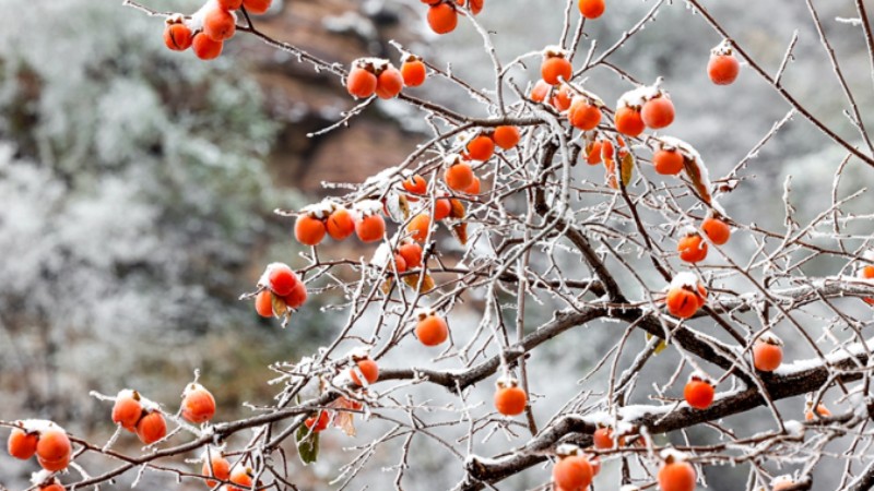 Red persimmons add a splash of color to winter in China's Taihang Mountains