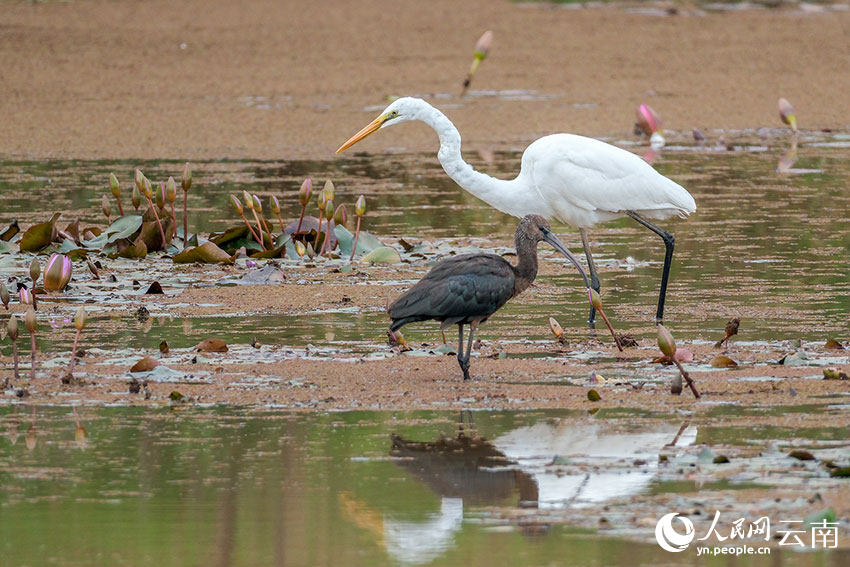 Rare glossy ibis spotted in SW China's Yunnan