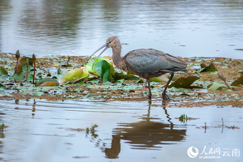 Rare glossy ibis spotted in SW China's Yunnan