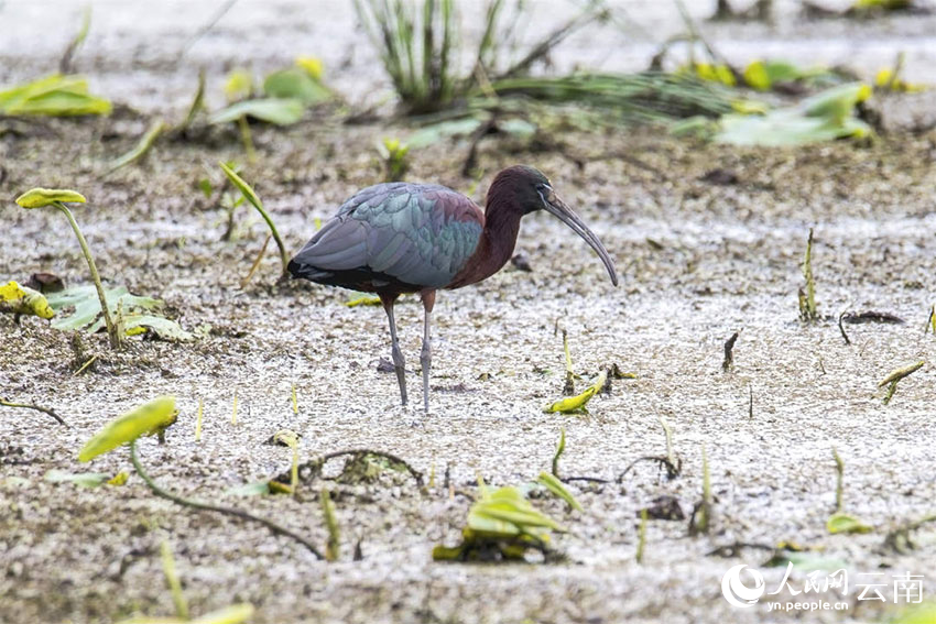 Rare glossy ibis spotted in SW China's Yunnan