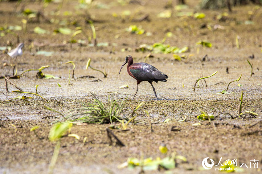 Rare glossy ibis spotted in SW China's Yunnan