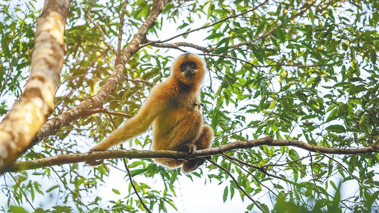 Digital technology gives leg up to ecological conservation in Hainan Tropical Rainforest National Park