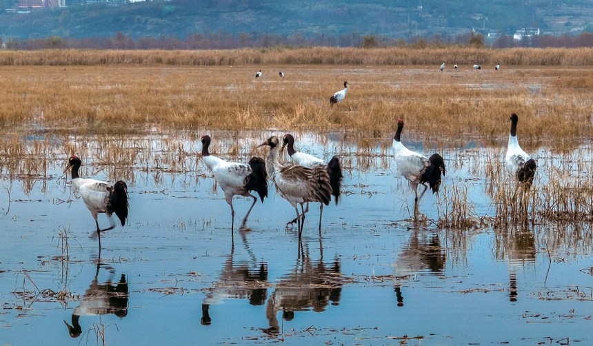 Black-necked cranes spotted in Caohai National Nature Reserve in SW China's Guizhou