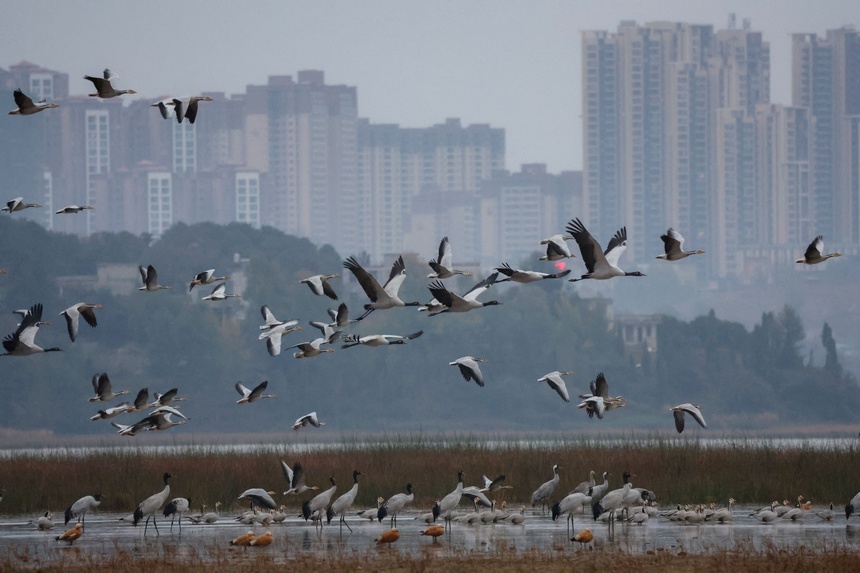 Black-necked cranes spotted in Caohai National Nature Reserve in SW China's Guizhou