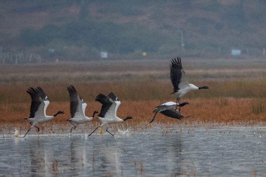 Black-necked cranes spotted in Caohai National Nature Reserve in SW China's Guizhou