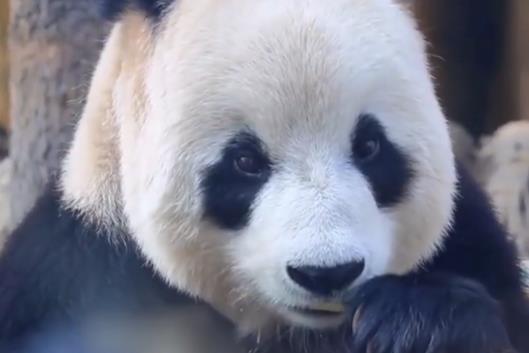Giant panda Fei Yun chews nature's delicacy in Dalian