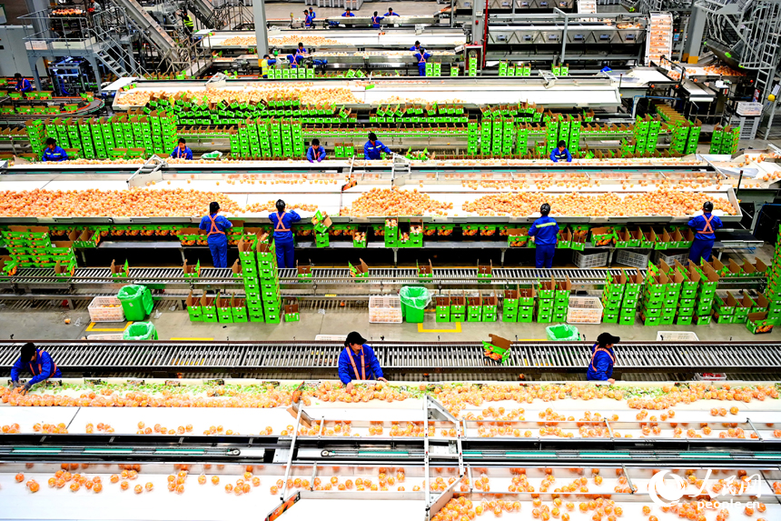 '5G plus industrial internet' spurs high-quality development of navel orange industry in China's Jiangxi
