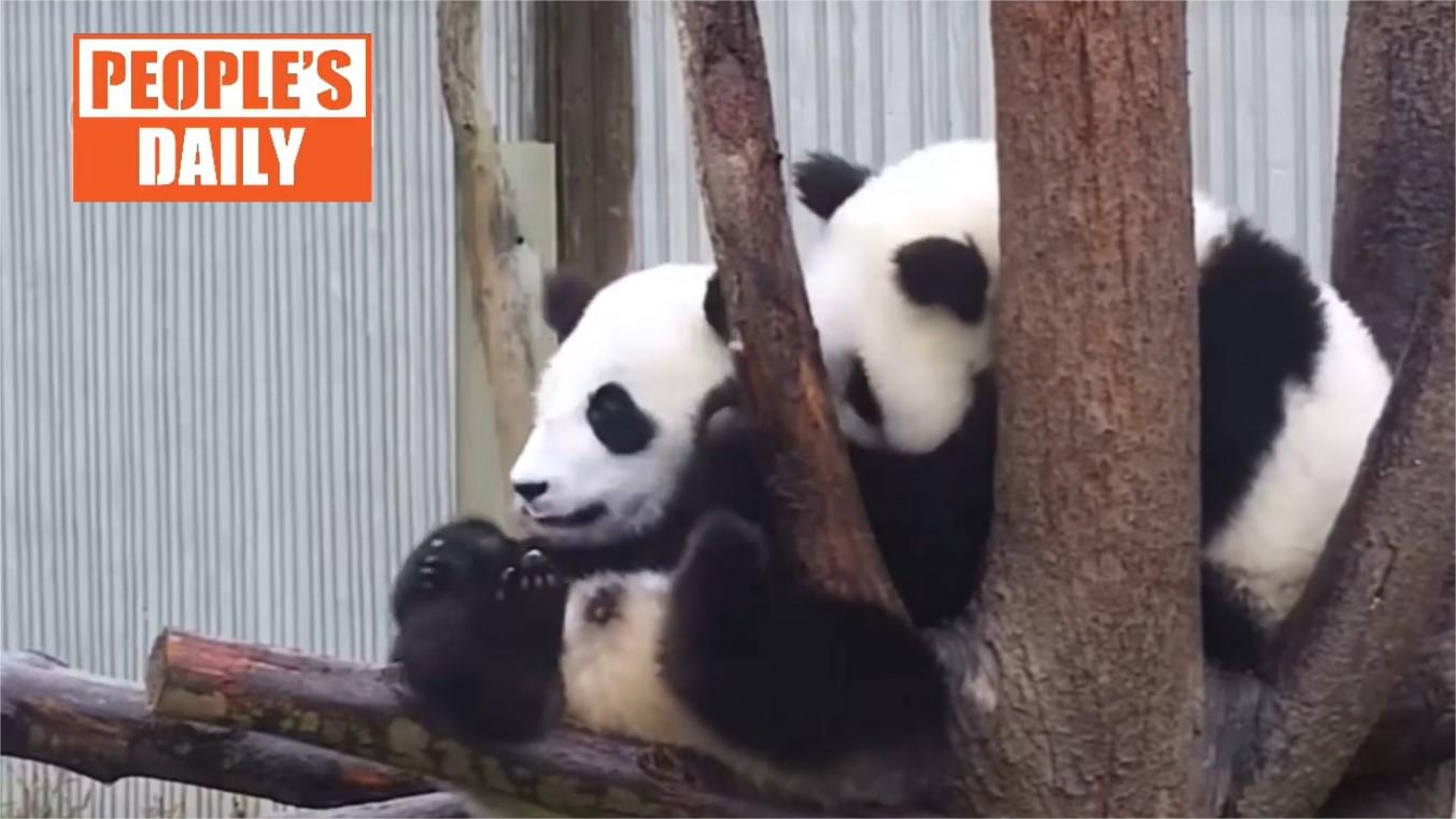 Even pandas can't resist the cuteness of themselves