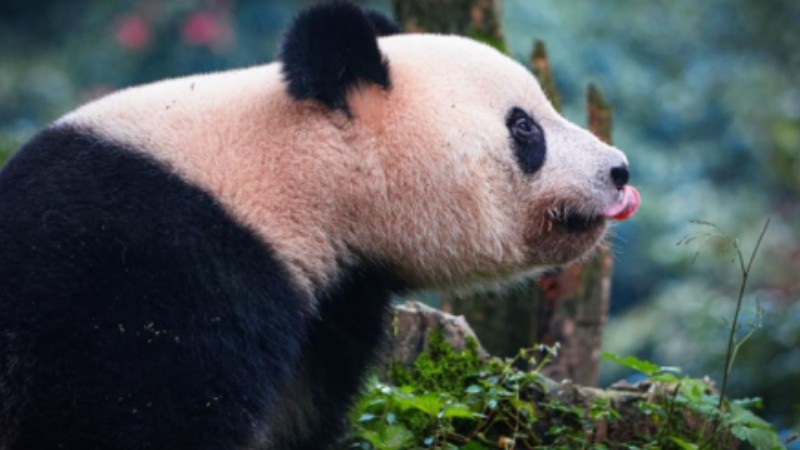 Giant Panda National Park prepares guidebook