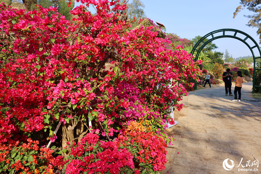 National Bougainvillea Germplasm Resource Repository opens in SE China's Xiamen