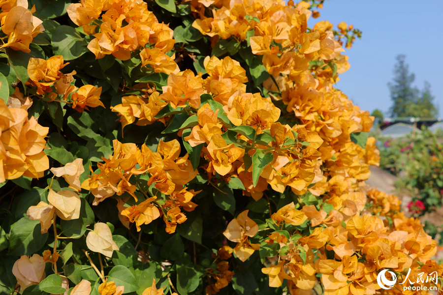 National Bougainvillea Germplasm Resource Repository opens in SE China's Xiamen