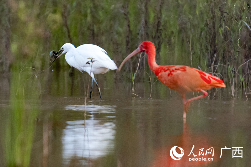 ‘World's reddest bird’ appears in Nanning, S China's Guangxi