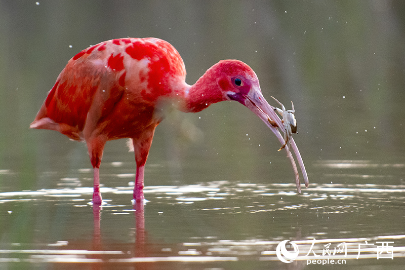 ‘World's reddest bird’ appears in Nanning, S China's Guangxi