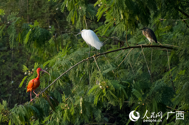 ‘World's reddest bird’ appears in Nanning, S China's Guangxi