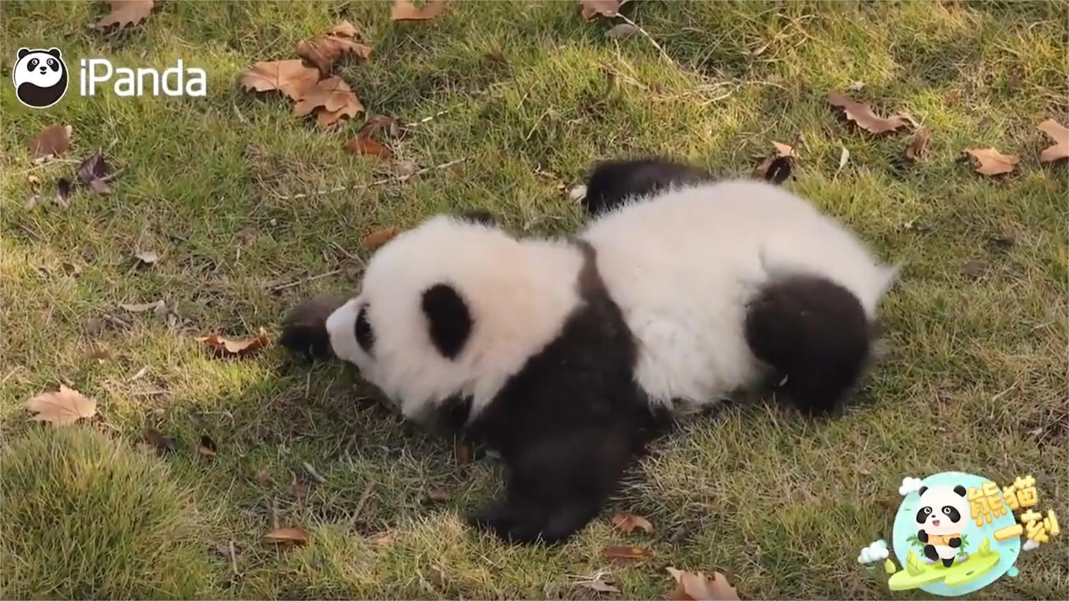 Cute panda cub pretends it's a turtle