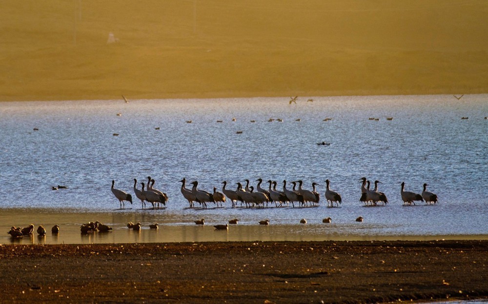 Population of black-necked cranes grows in SW China's Xizang