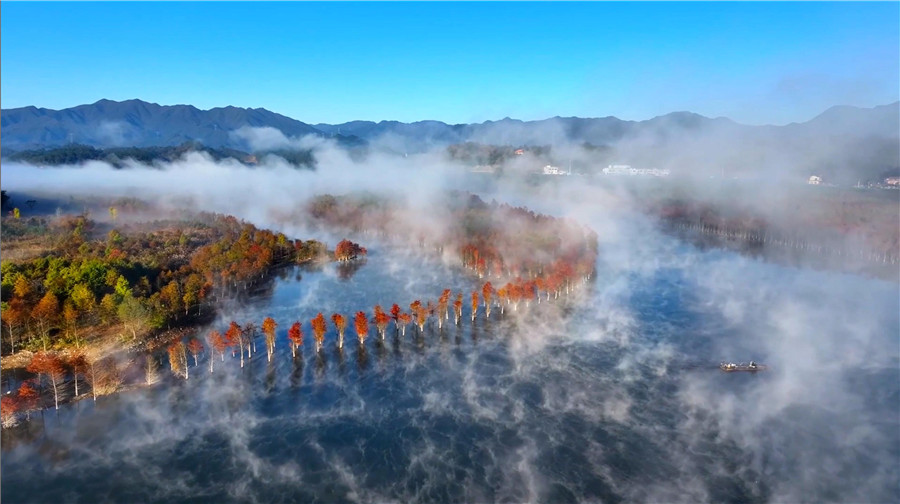 Picturesque scenery of bald cypress trees in E China's Anhui