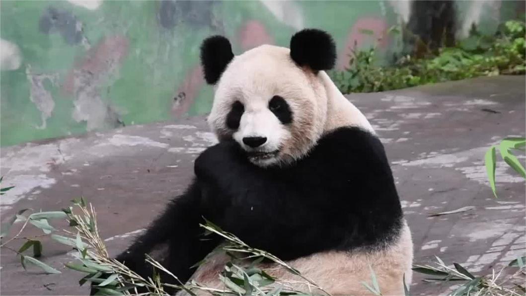 Rewilding story of giant pandas