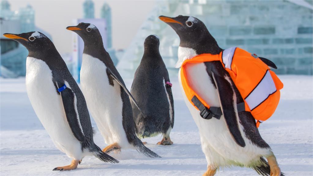 Playful plunge: Penguins leap into ocean