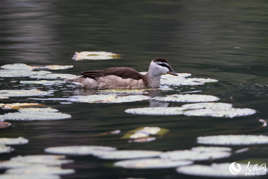 Cotton teal spotted in Xiamen, SE China's Fujian