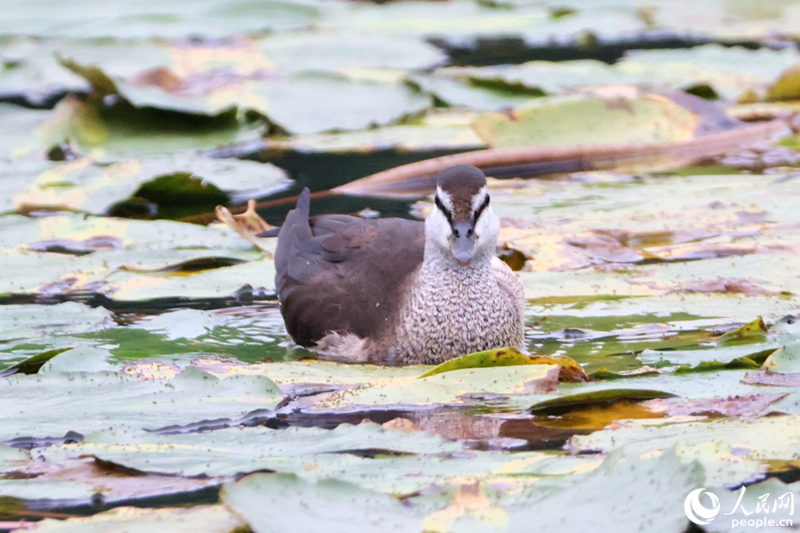 Cotton teal spotted in Xiamen, SE China's Fujian