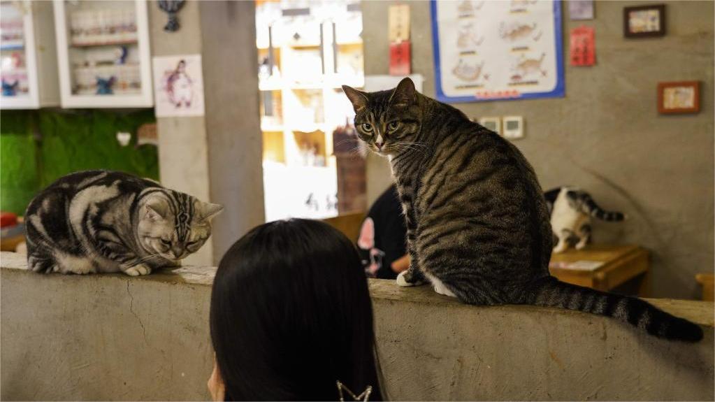 Elderly man accompanies kitten getting an IV, creates heartwarming scene